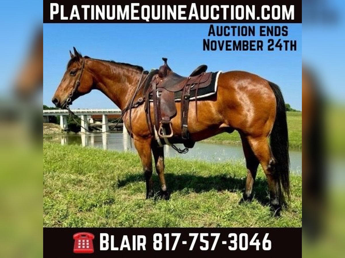 American Quarter Horse Castrone 12 Anni 163 cm Baio ciliegia in Weatherford TX