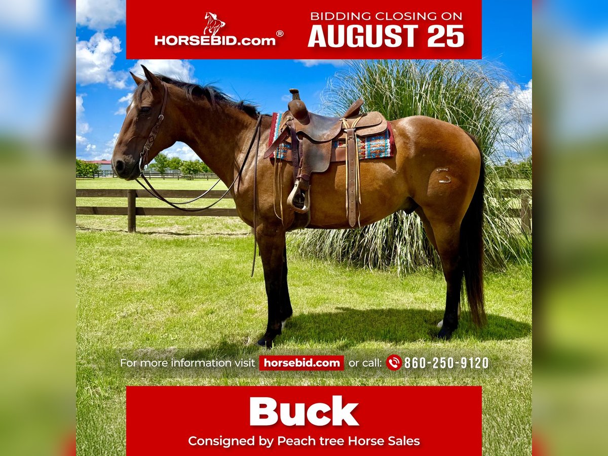 American Quarter Horse Castrone 12 Anni 163 cm Pelle di daino in Johnston