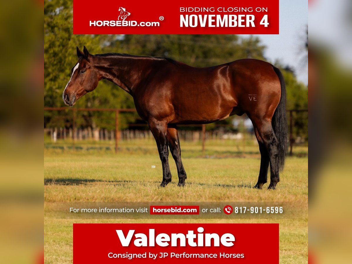 American Quarter Horse Castrone 12 Anni 165 cm Baio ciliegia in Weatherford