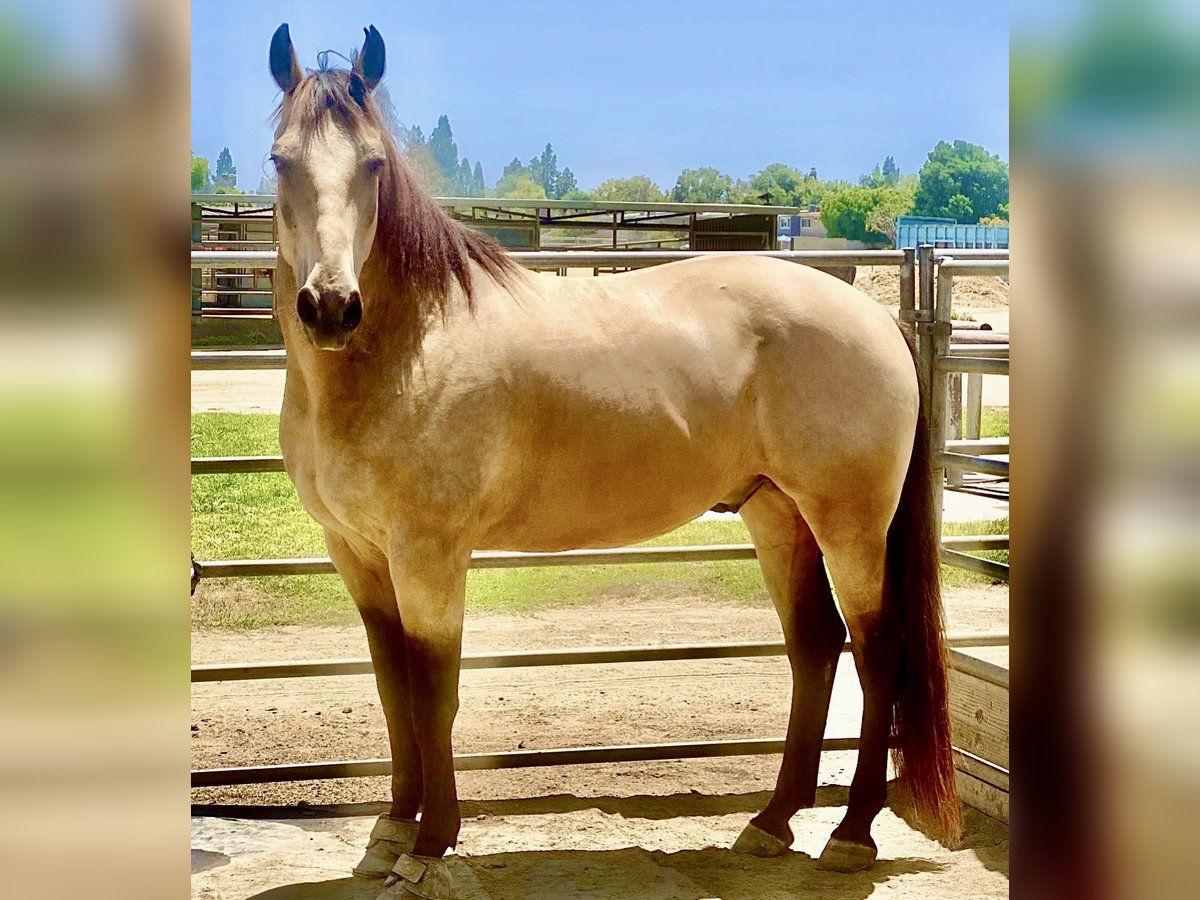 American Quarter Horse Mix Castrone 12 Anni 173 cm Baio ciliegia in Buena Park