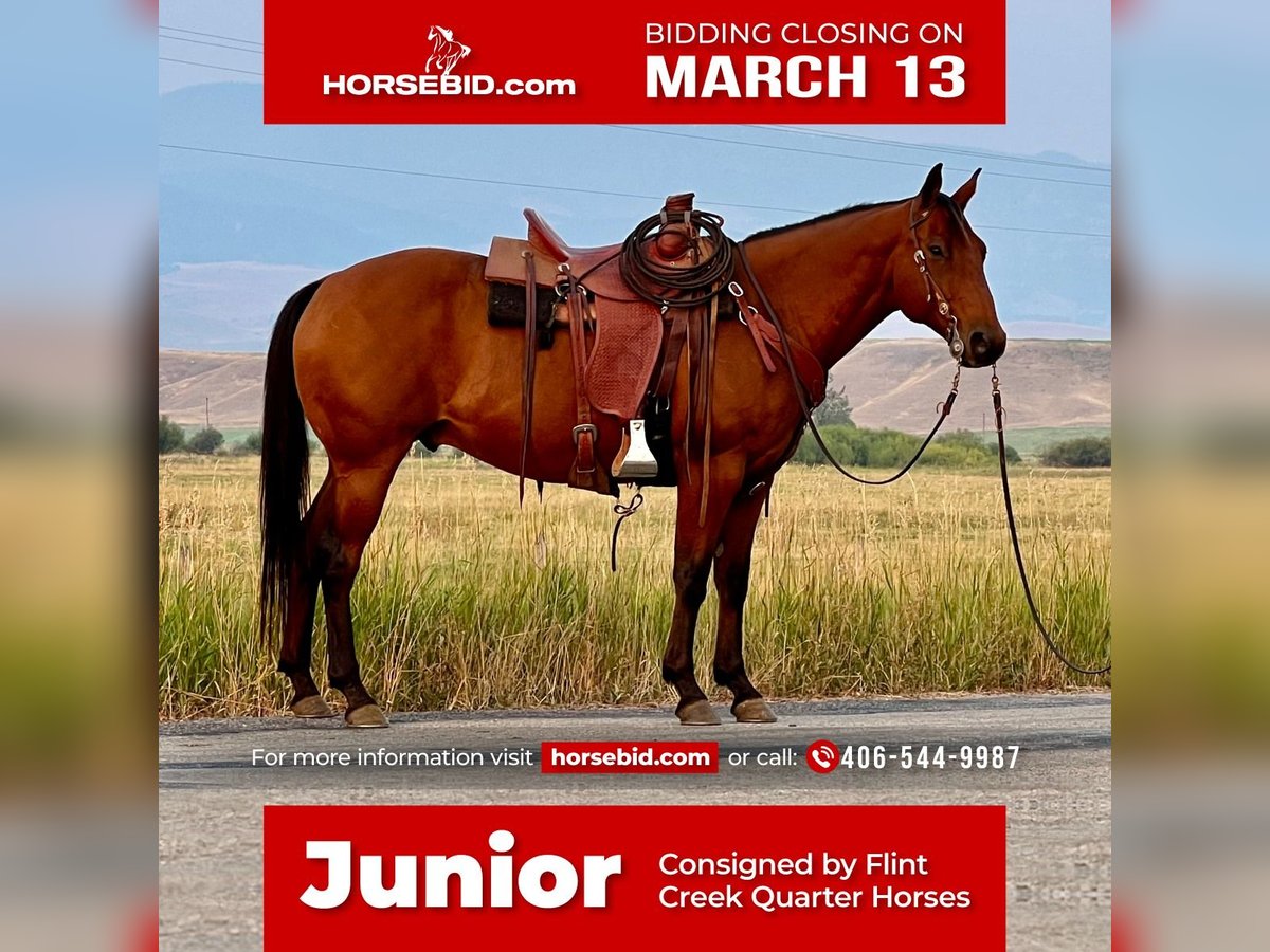 American Quarter Horse Castrone 12 Anni Baio ciliegia in Drummond, MT