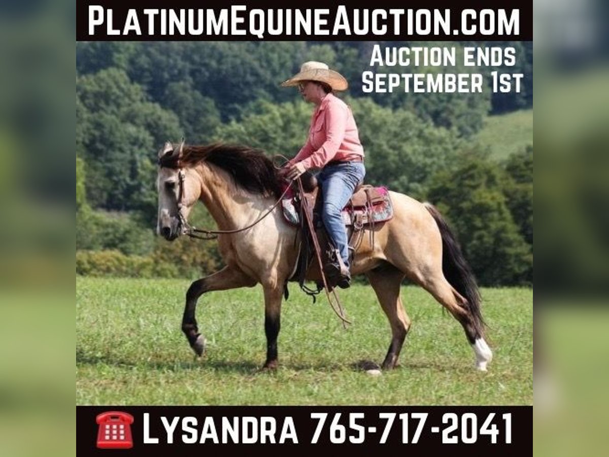 American Quarter Horse Castrone 12 Anni Pelle di daino in Brodhead KY