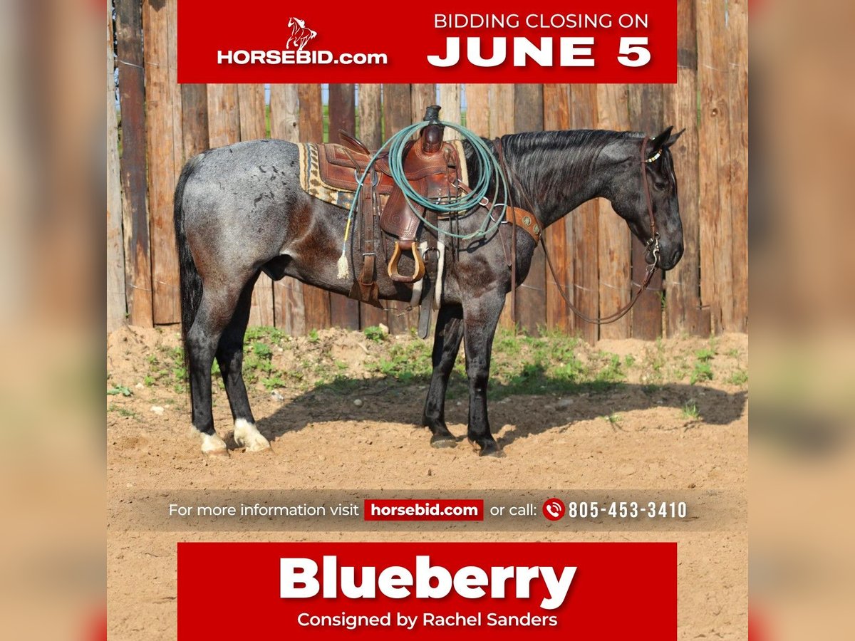 American Quarter Horse Castrone 12 Anni Roano blu in Joshua, TX
