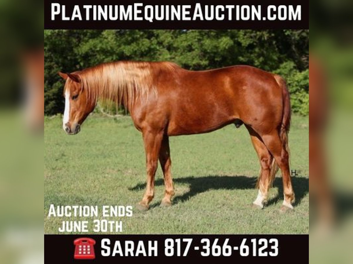 American Quarter Horse Castrone 12 Anni Sauro scuro in WEATHERFORD, TX