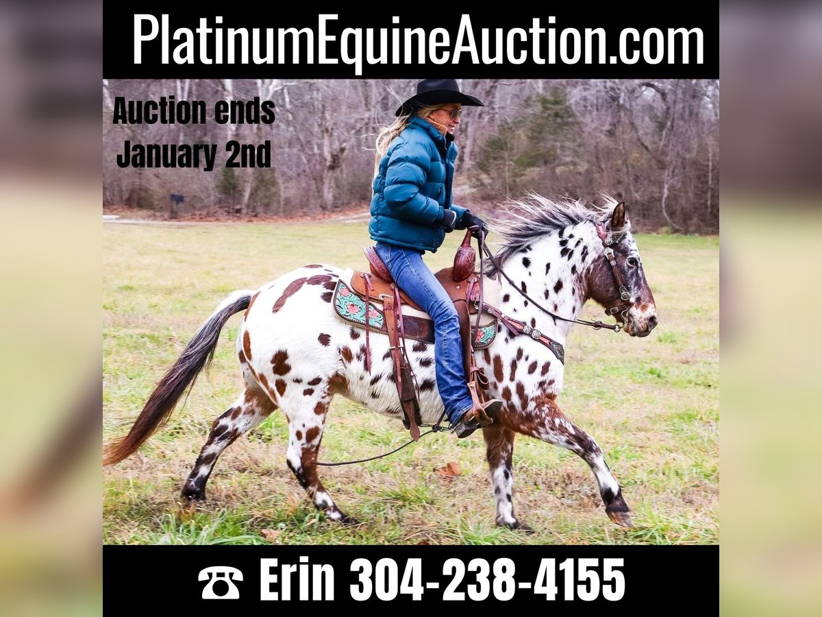 American Quarter Horse Castrone 13 Anni 132 cm Baio ciliegia in Flemingsburg Ky