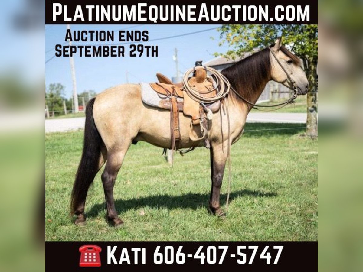 American Quarter Horse Castrone 13 Anni 142 cm Pelle di daino in Maysville KY