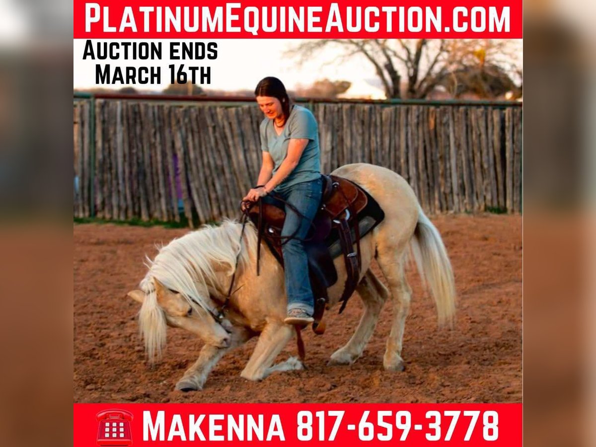 American Quarter Horse Castrone 13 Anni 145 cm Palomino in Lipan TX