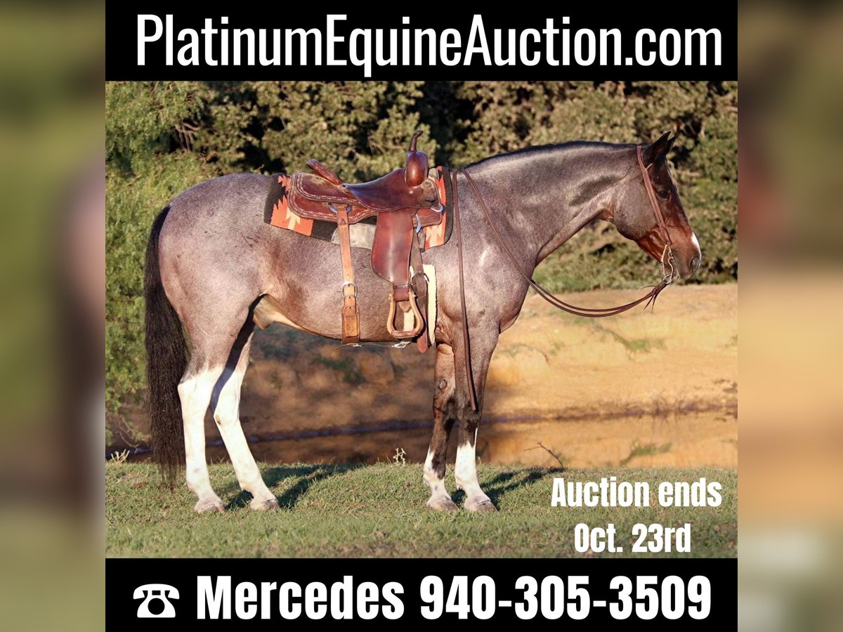 American Quarter Horse Castrone 13 Anni 147 cm Baio roano in Cleburne tx