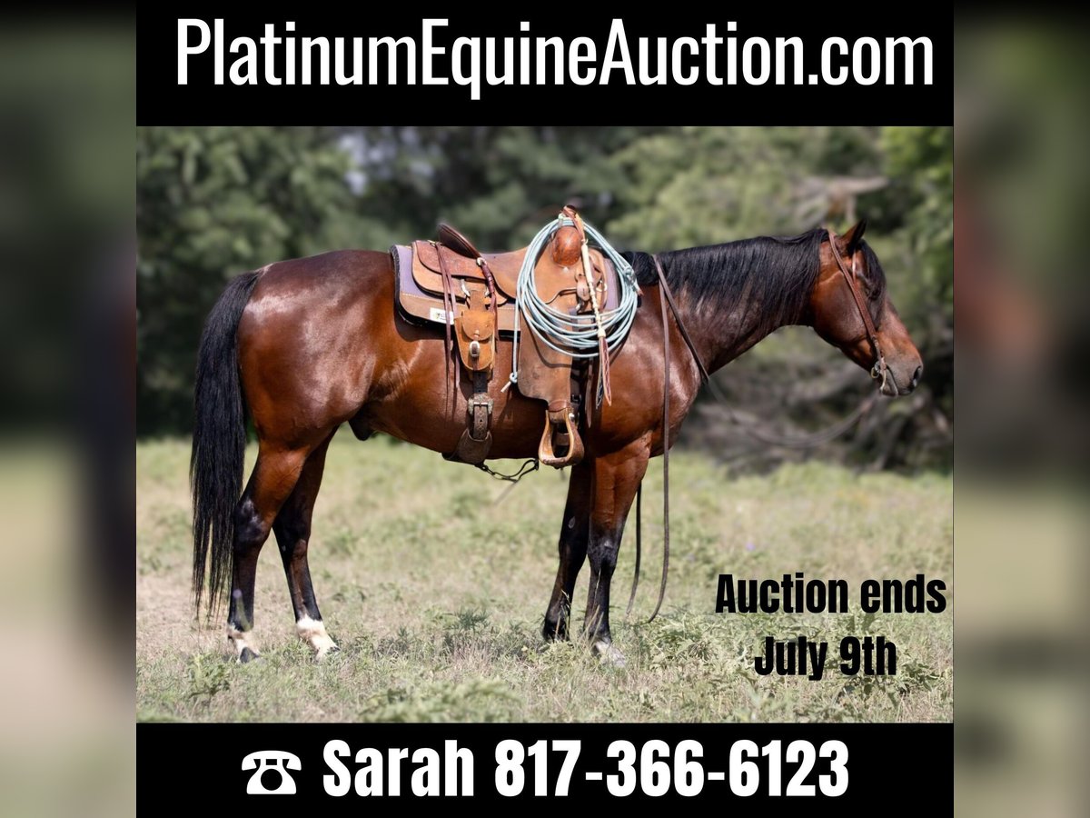 American Quarter Horse Castrone 13 Anni 150 cm Baio ciliegia in Weatherford TX