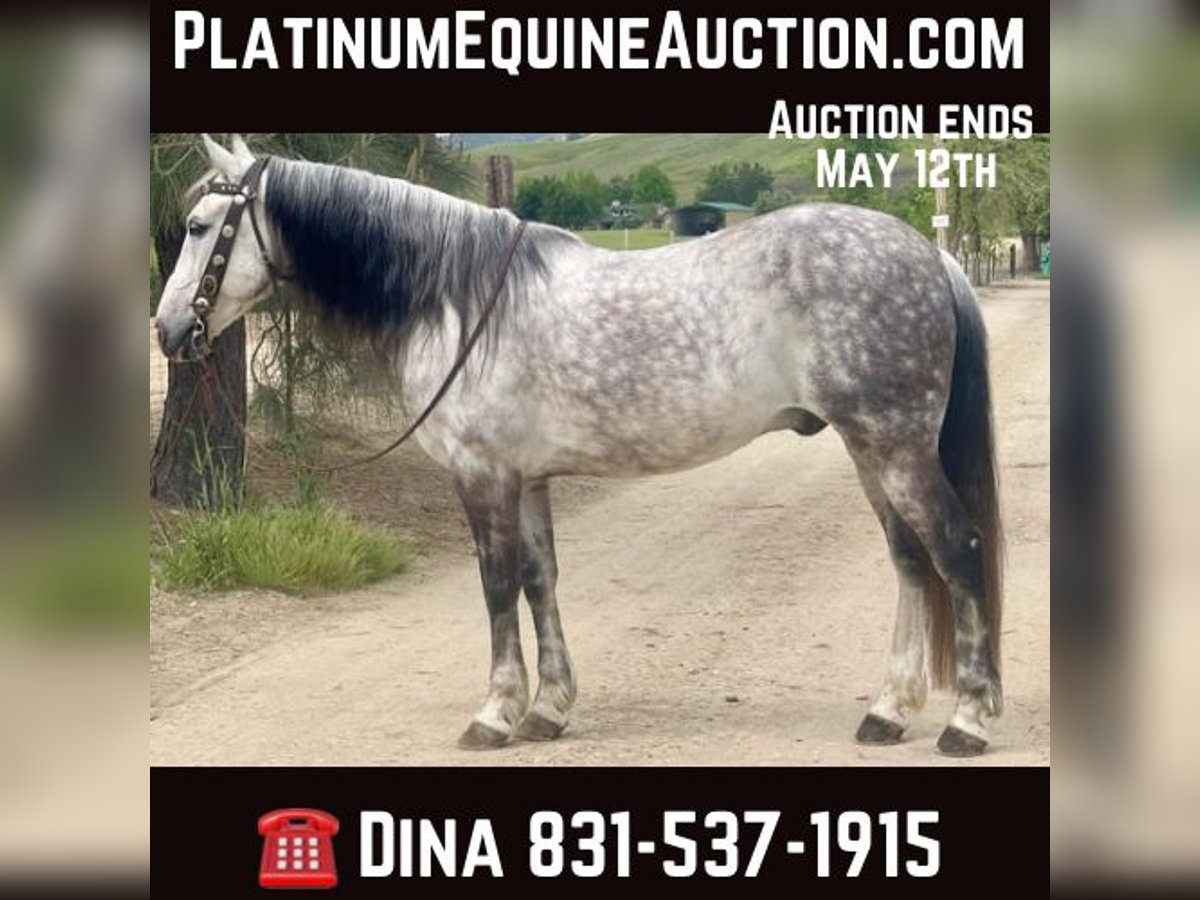 American Quarter Horse Castrone 13 Anni 150 cm Grigio in Paicines CA