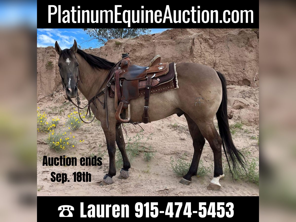 American Quarter Horse Castrone 13 Anni 150 cm Grullo in El Paso Tx