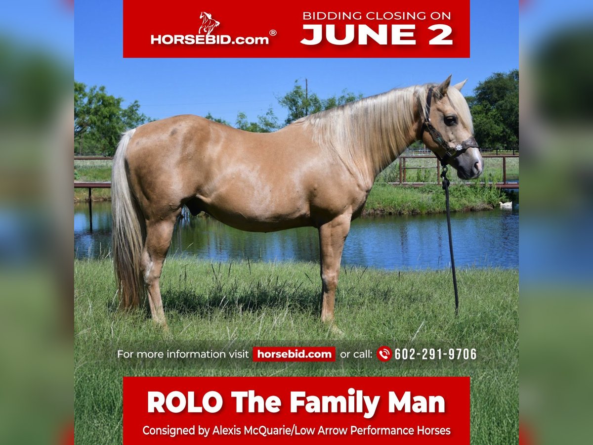 American Quarter Horse Castrone 13 Anni 150 cm Palomino in Stephenville, TX