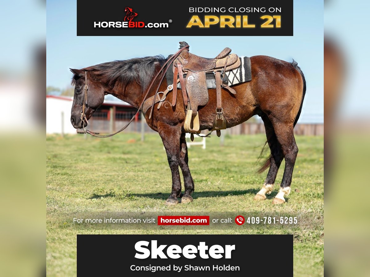 American Quarter Horse Castrone 13 Anni 150 cm in Lufkin, TX