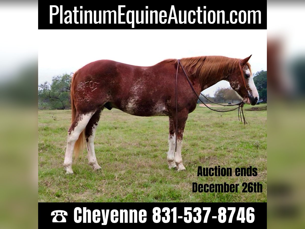 American Quarter Horse Castrone 13 Anni 150 cm Roano rosso in Victoria, TX