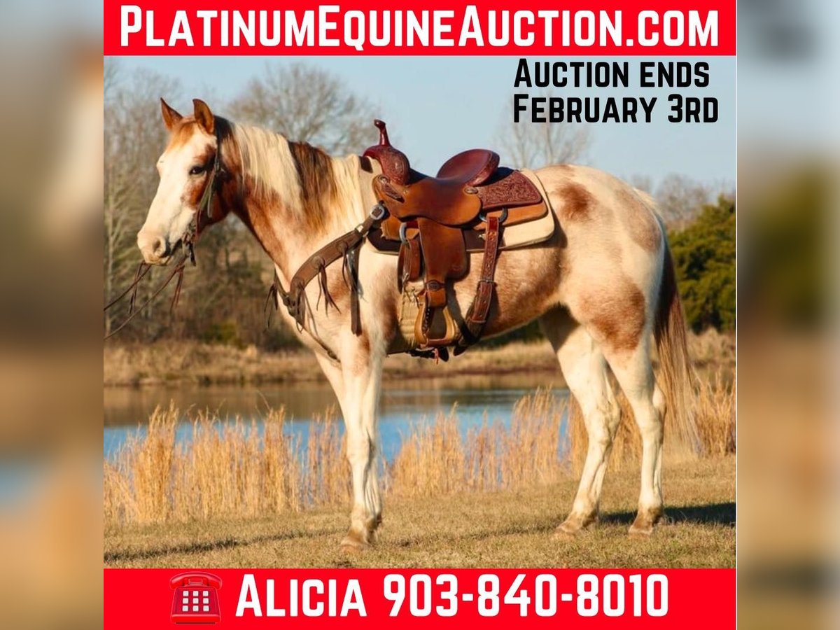 American Quarter Horse Castrone 13 Anni 150 cm Tobiano-tutti i colori in Canton TX