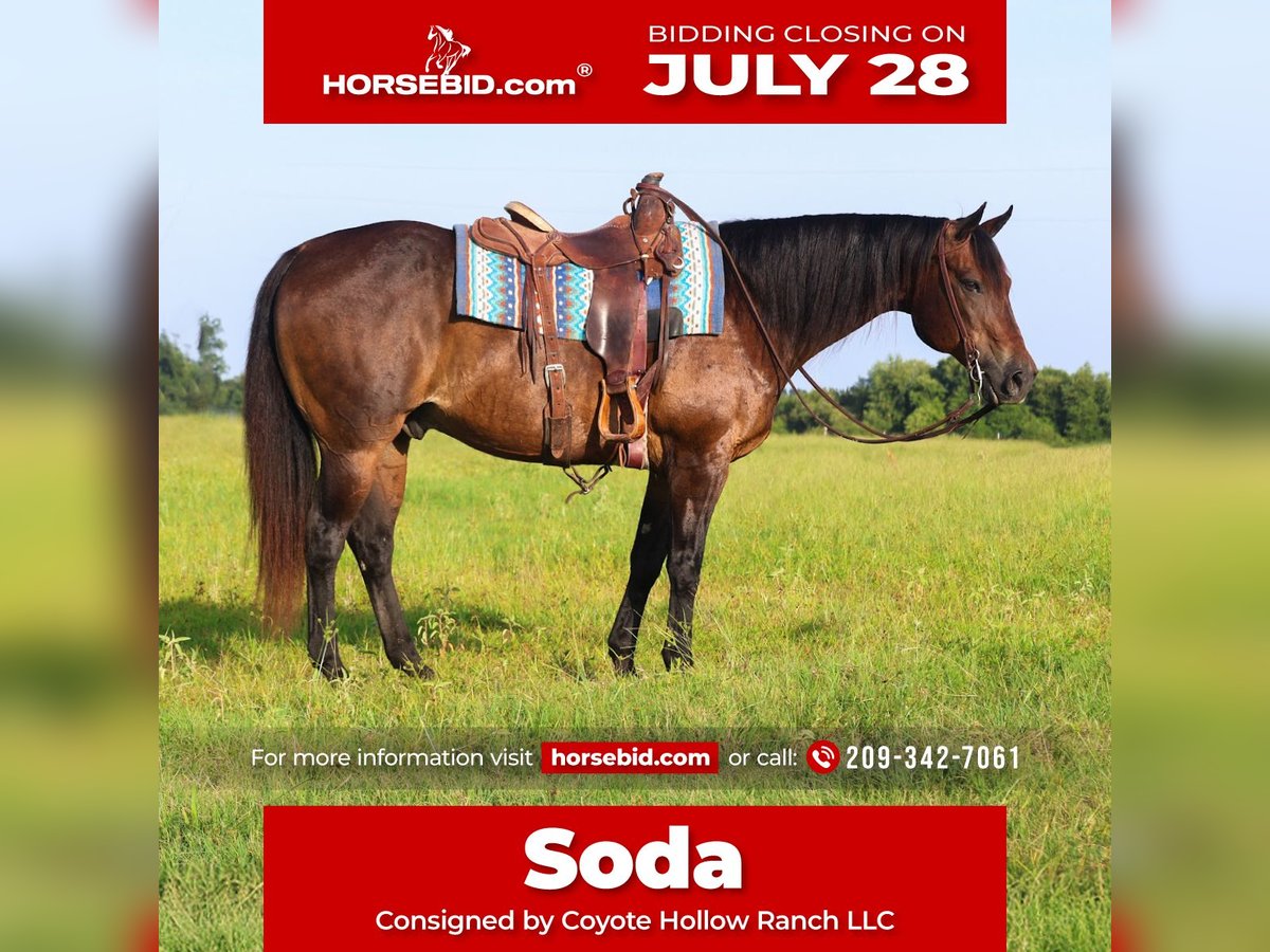 American Quarter Horse Castrone 13 Anni 152 cm Baio ciliegia in Mount Vernon
