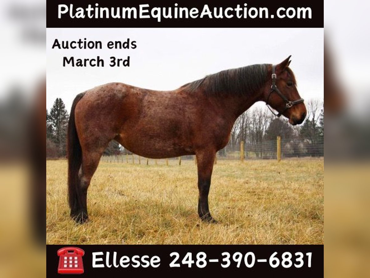 American Quarter Horse Castrone 13 Anni 152 cm Baio roano in Howell MI