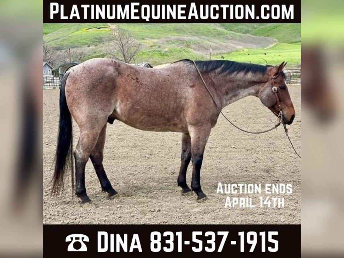 American Quarter Horse Castrone 13 Anni 152 cm Baio roano in PAICINES, CA