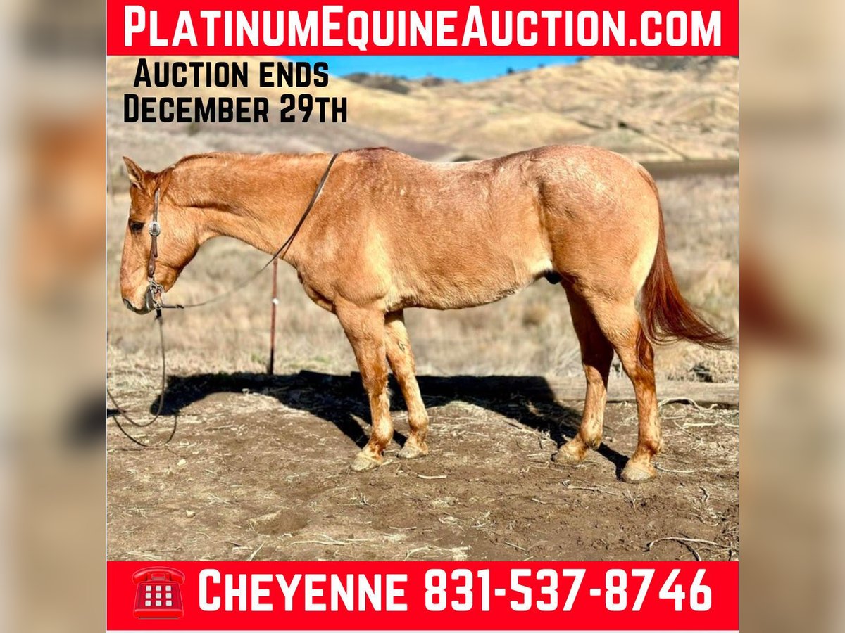 American Quarter Horse Castrone 13 Anni 152 cm Falbo in Bitterwater CA