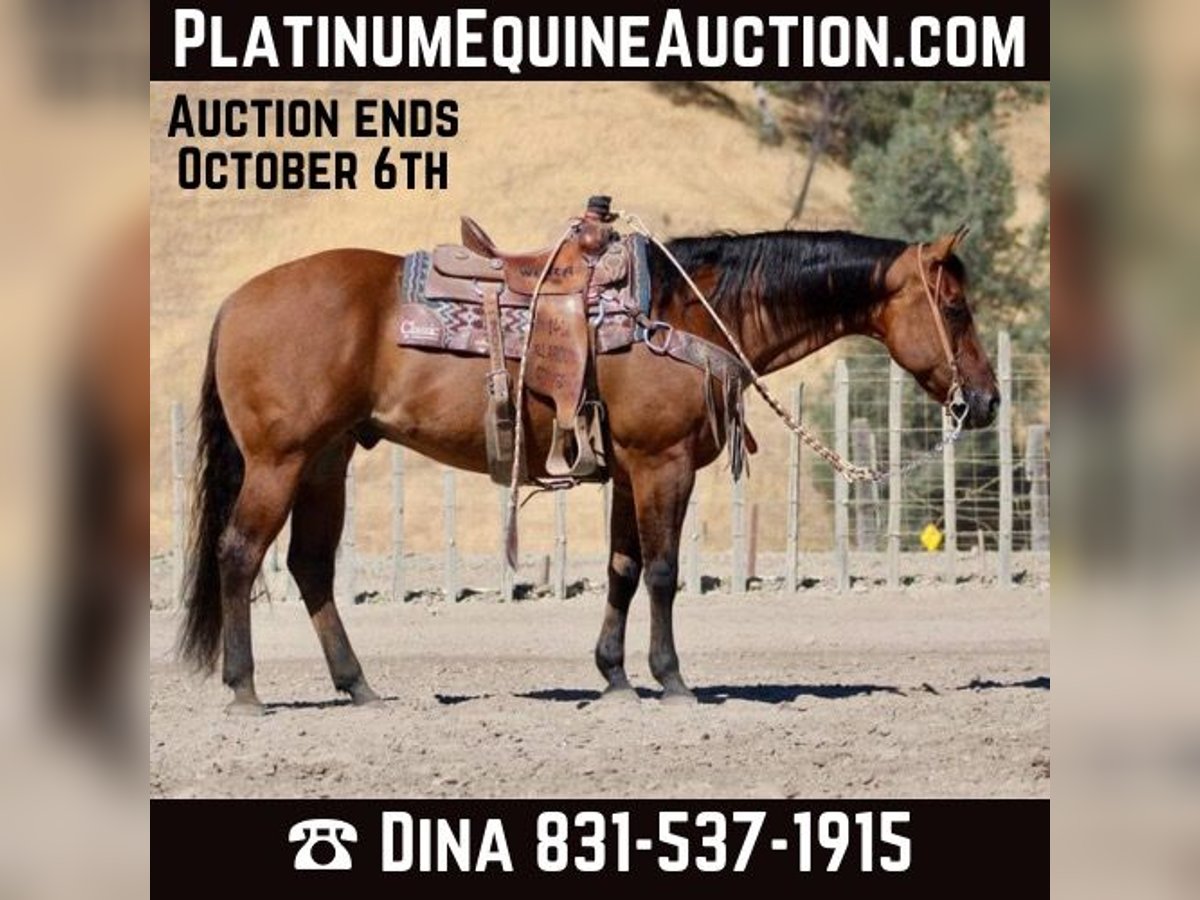 American Quarter Horse Castrone 13 Anni 152 cm Falbo in Paicines CA