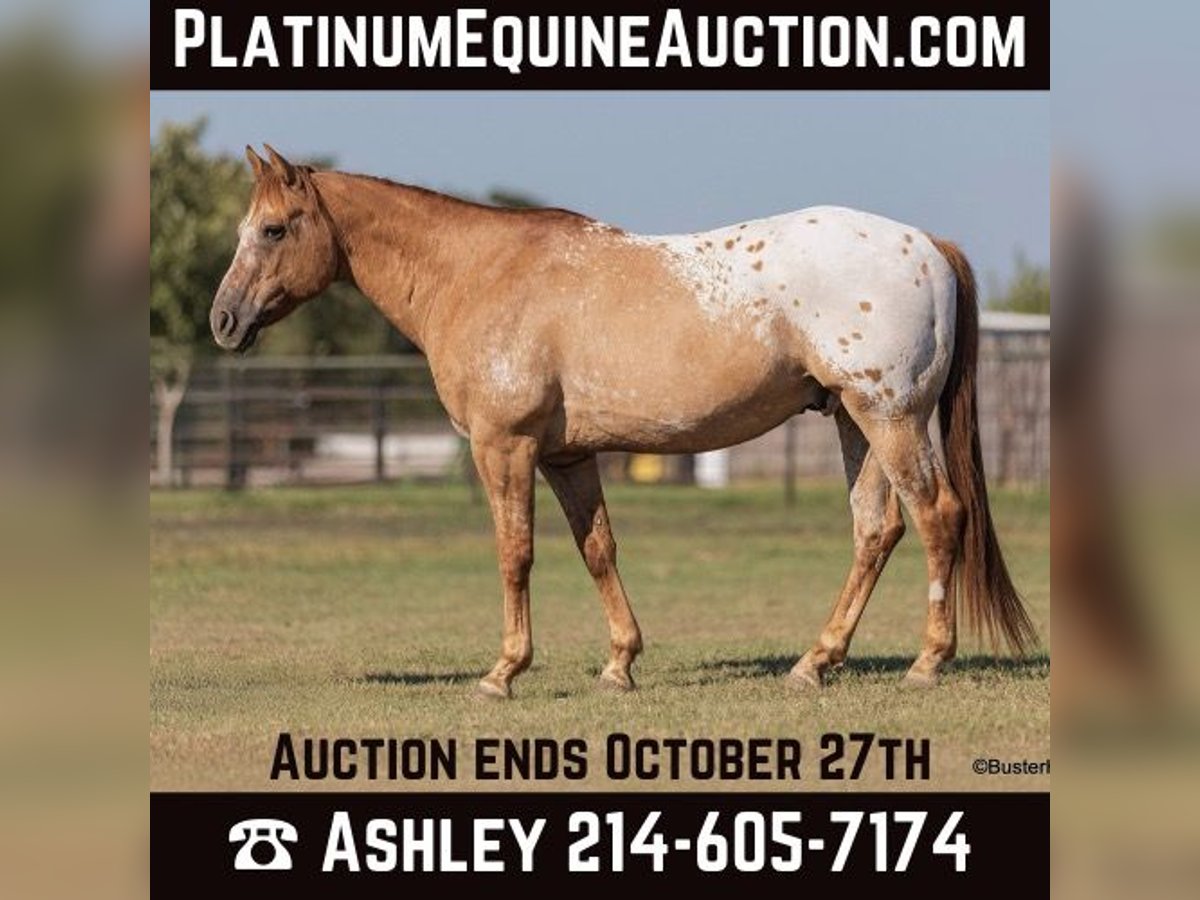 American Quarter Horse Castrone 13 Anni 152 cm Falbo in Weatherford TX