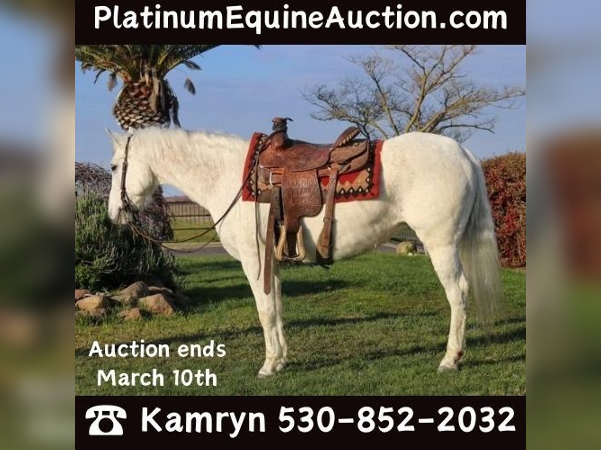 American Quarter Horse Castrone 13 Anni 152 cm Grigio in Pleasant Grove CA
