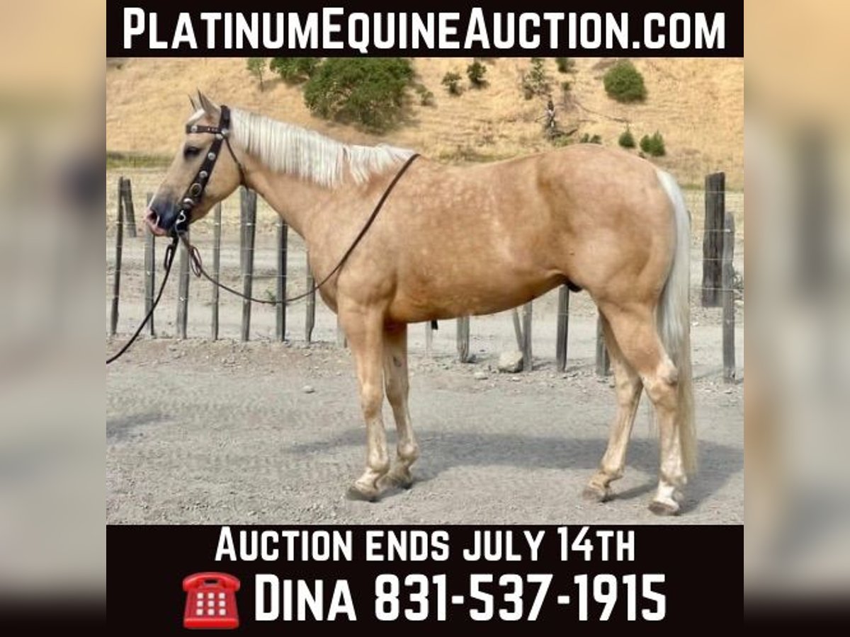 American Quarter Horse Castrone 13 Anni 152 cm Palomino in Paicines CA