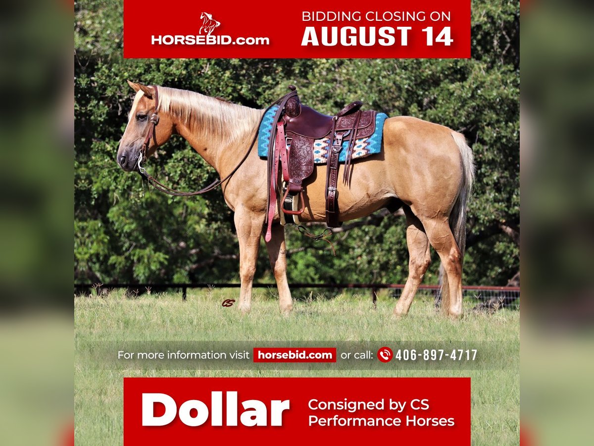 American Quarter Horse Castrone 13 Anni 152 cm Palomino in Jacksboro, TX