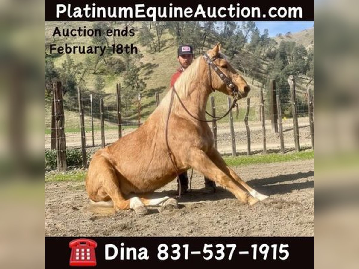 American Quarter Horse Castrone 13 Anni 152 cm Palomino in Paicines, CA