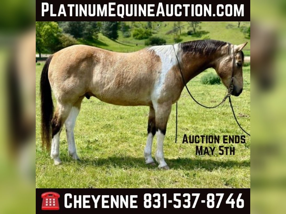 American Quarter Horse Castrone 13 Anni 152 cm Pelle di daino in Bitterwater CA