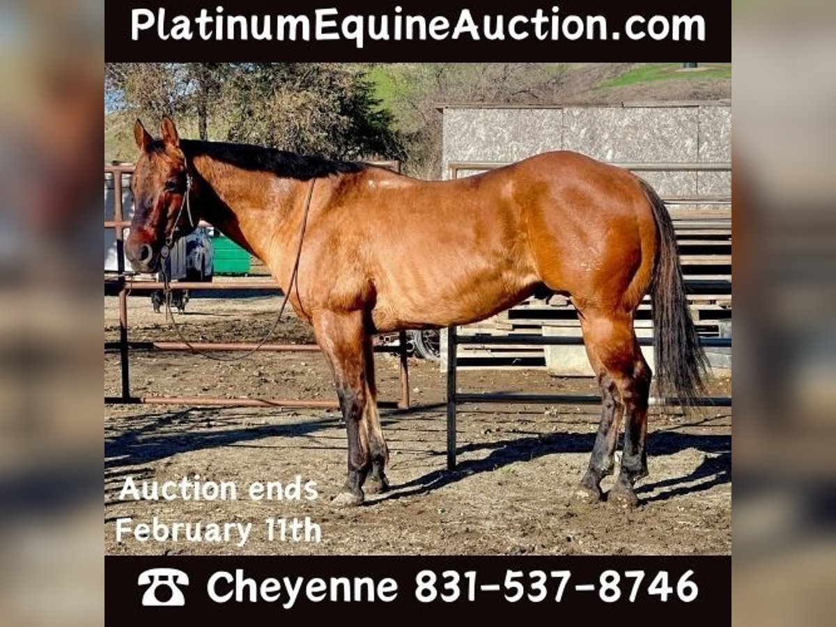 American Quarter Horse Castrone 13 Anni 152 cm Pelle di daino in Bitterwater CA