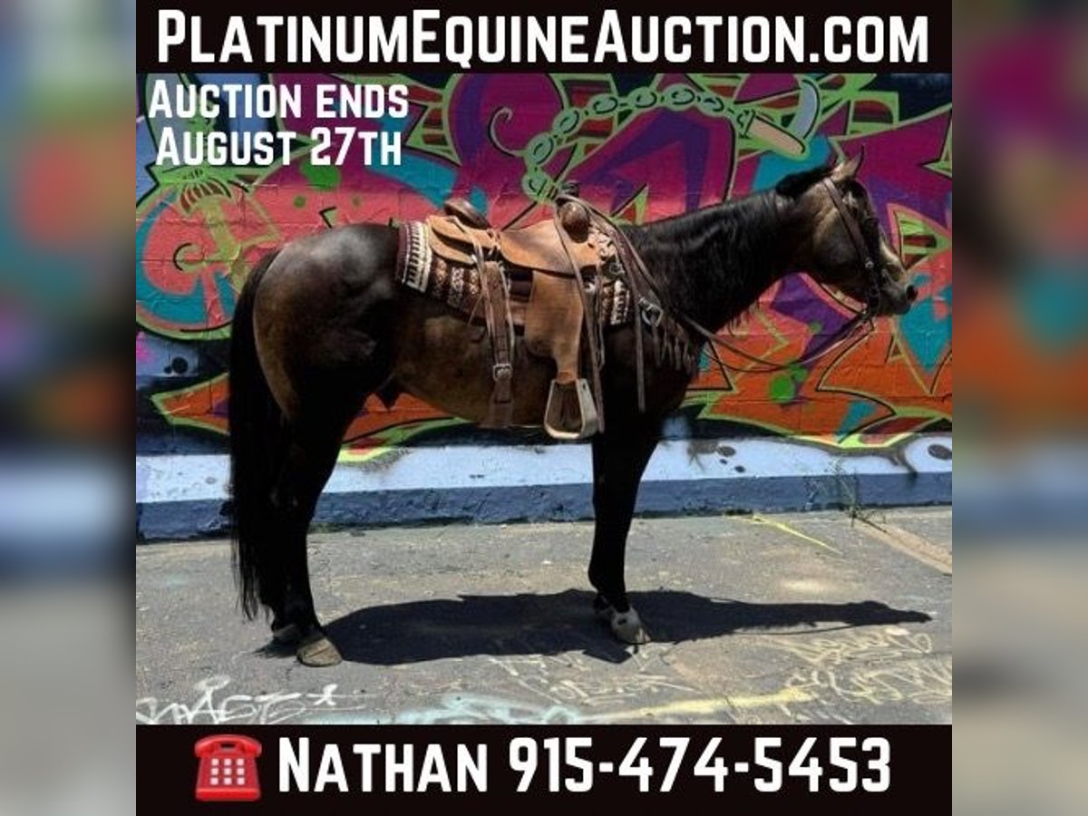 American Quarter Horse Castrone 13 Anni 152 cm Pelle di daino in El Paso TX