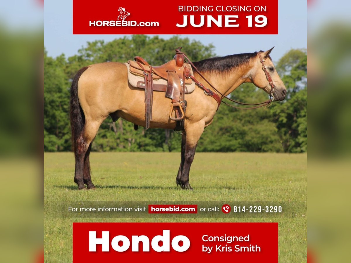 American Quarter Horse Castrone 13 Anni 152 cm Pelle di daino in Clarion, PA