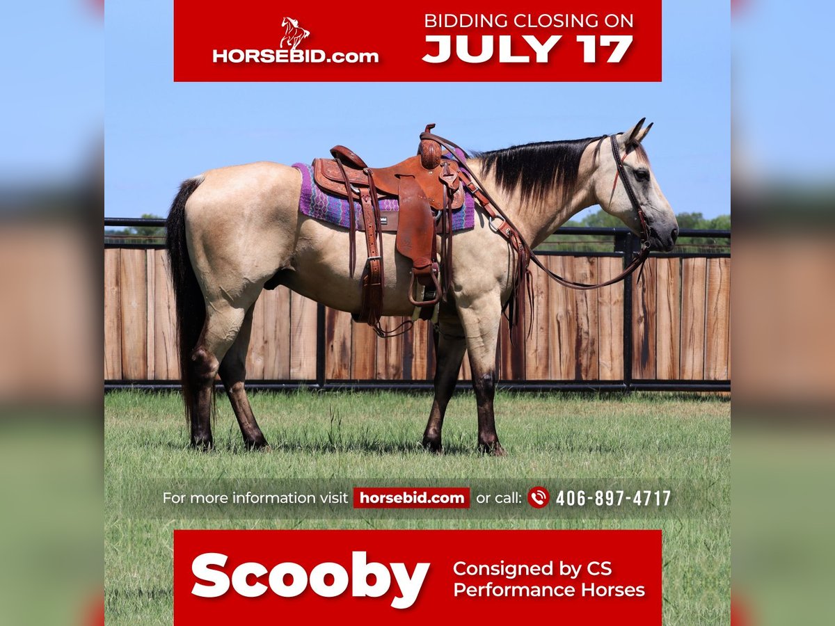 American Quarter Horse Castrone 13 Anni 152 cm Pelle di daino in Jacksboro, TX