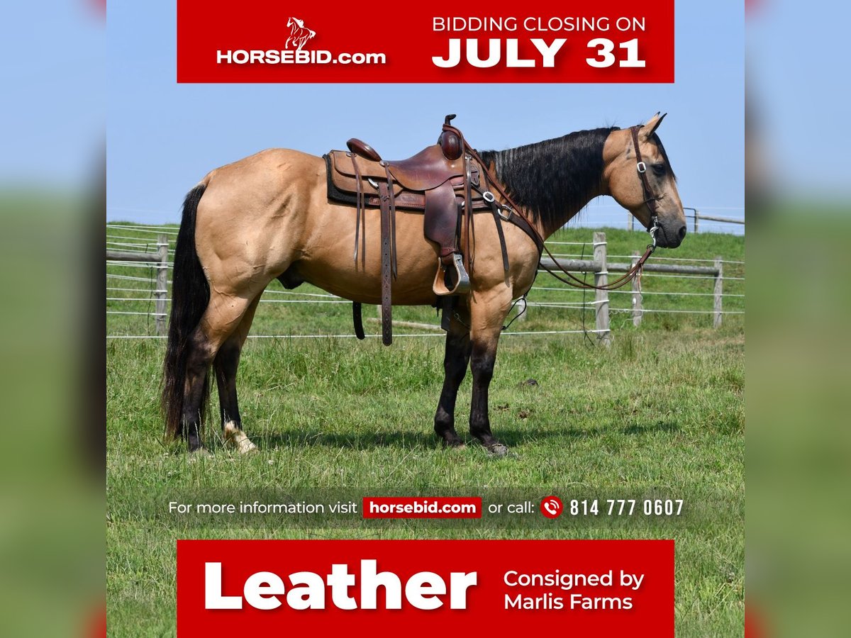 American Quarter Horse Castrone 13 Anni 152 cm Pelle di daino in Rebersburg, PA
