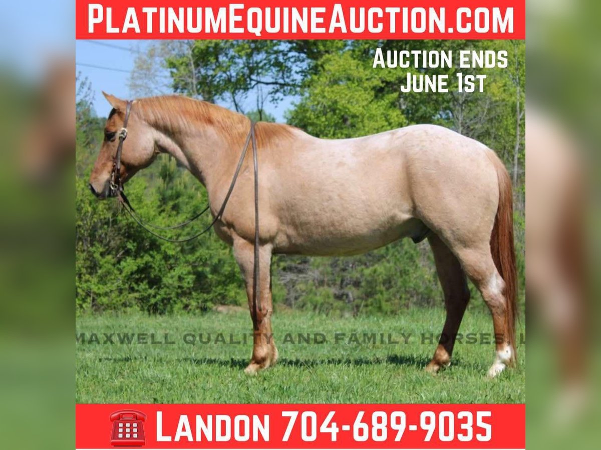American Quarter Horse Castrone 13 Anni 152 cm Roano rosso in Cherryville NC