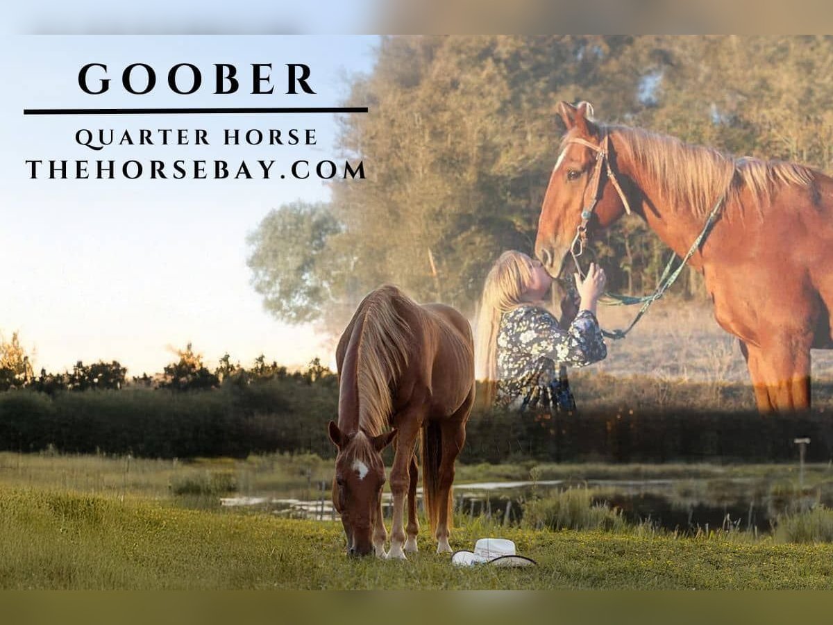 American Quarter Horse Castrone 13 Anni 152 cm Sauro scuro in Quitman, TX