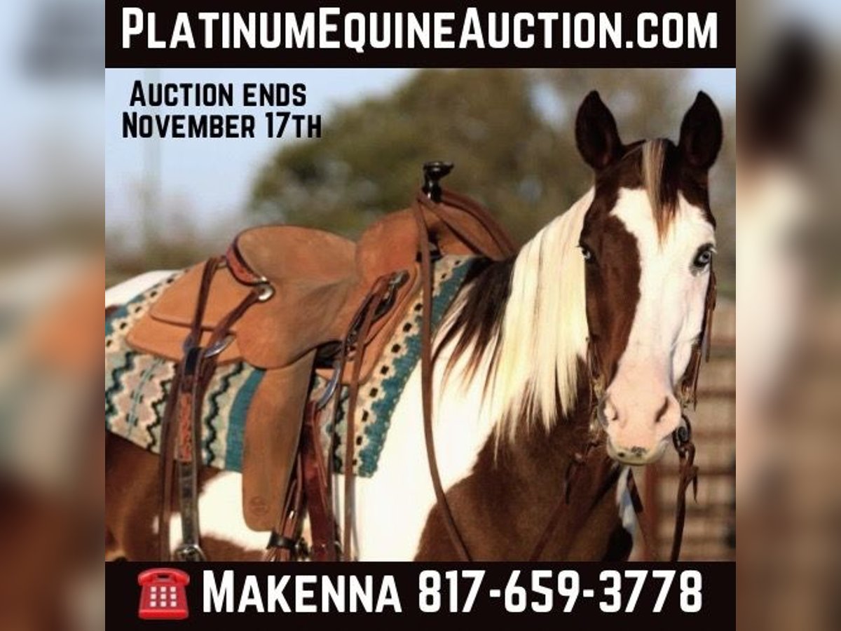 American Quarter Horse Castrone 13 Anni 152 cm Tobiano-tutti i colori in Lipan Tx