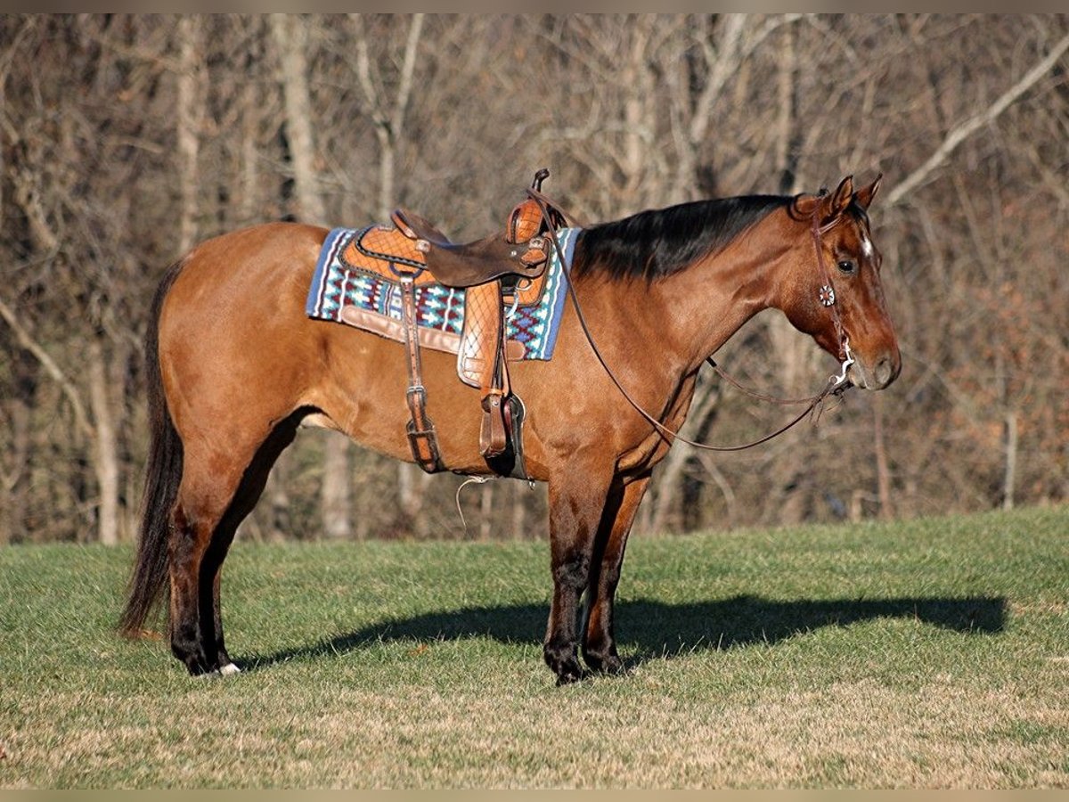 American Quarter Horse Castrone 13 Anni 155 cm Falbo in Somerset