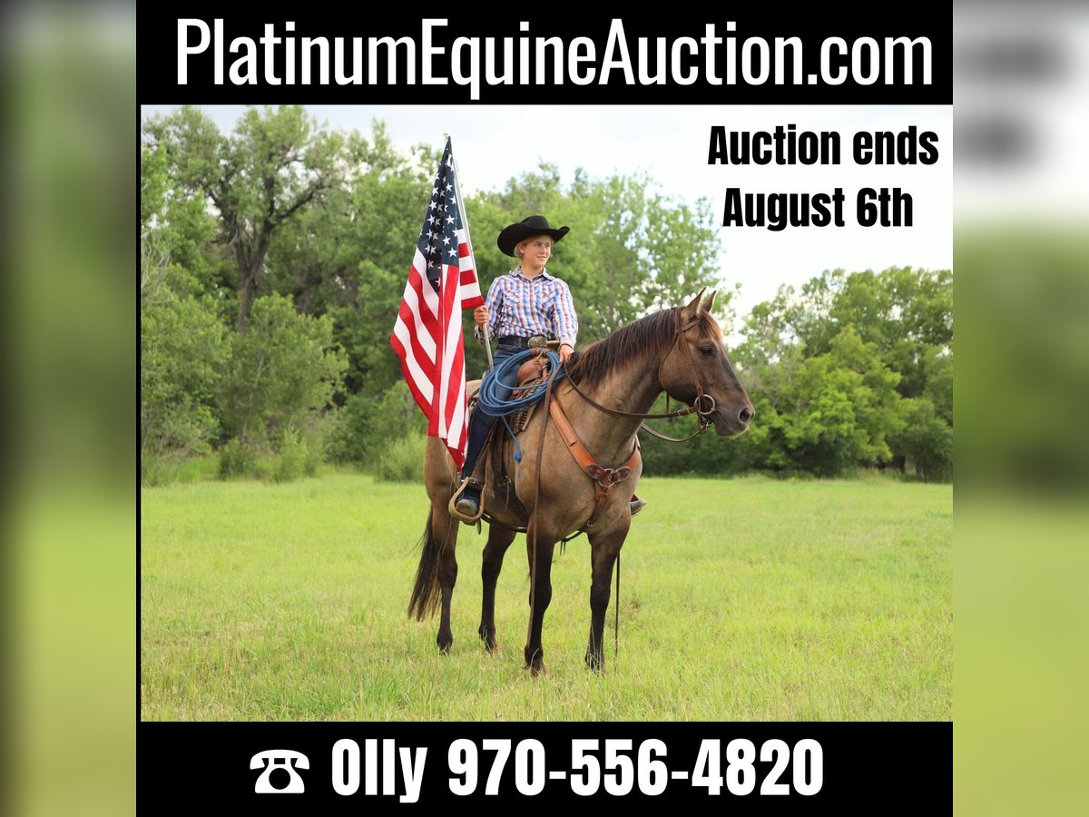 American Quarter Horse Castrone 13 Anni 155 cm Grullo in Nunn CO