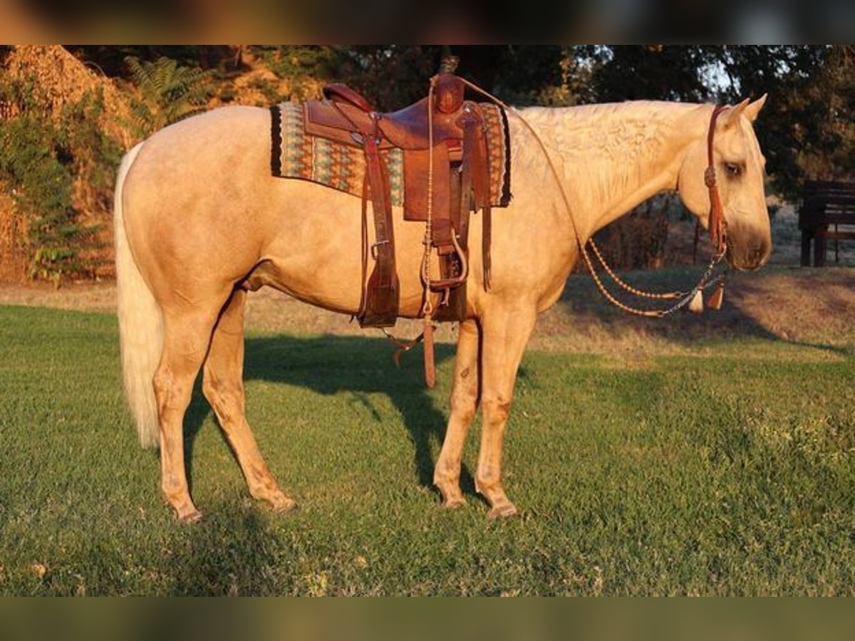 American Quarter Horse Castrone 13 Anni 155 cm Palomino in Turlock CA