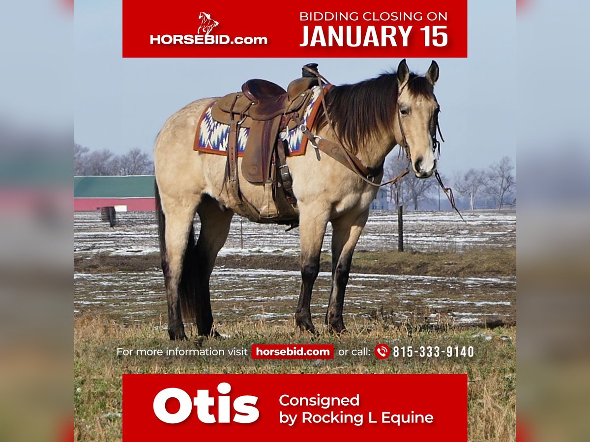 American Quarter Horse Castrone 13 Anni 155 cm Pelle di daino in Joy, IL