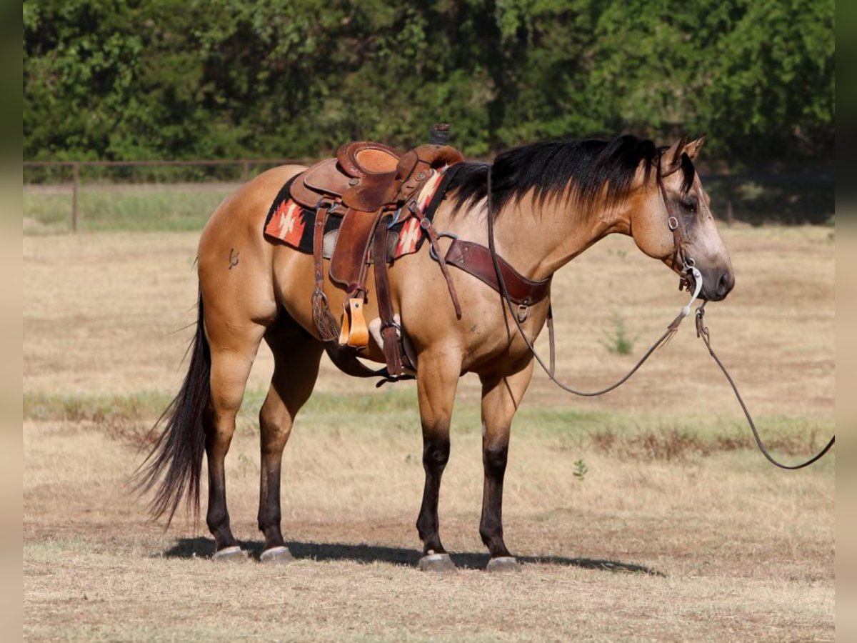 American Quarter Horse Castrone 13 Anni 155 cm Pelle di daino in Fort Worth TX