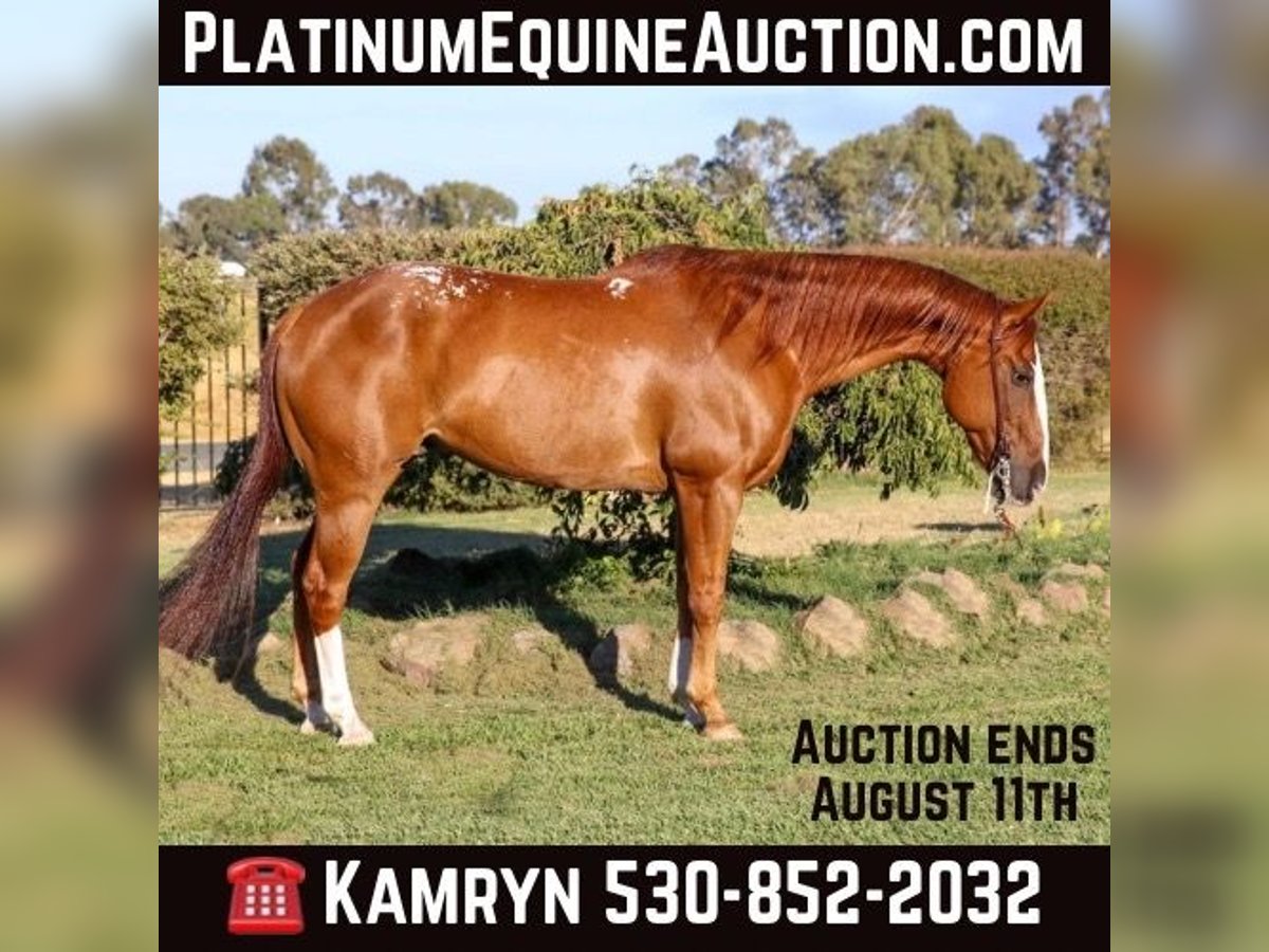 American Quarter Horse Castrone 13 Anni 155 cm Sauro scuro in Pleasant Grove CA