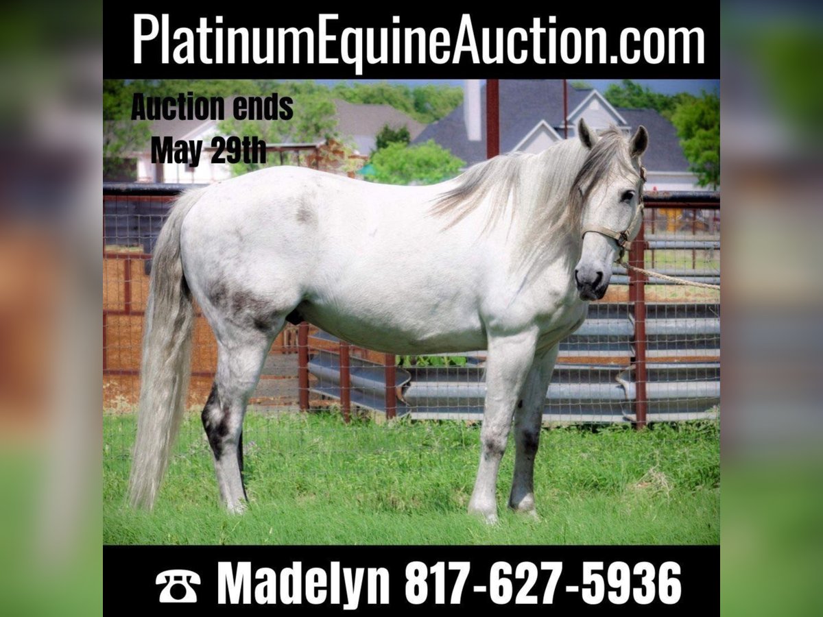 American Quarter Horse Castrone 13 Anni 157 cm Grigio pezzato in Bluff Dale, TX