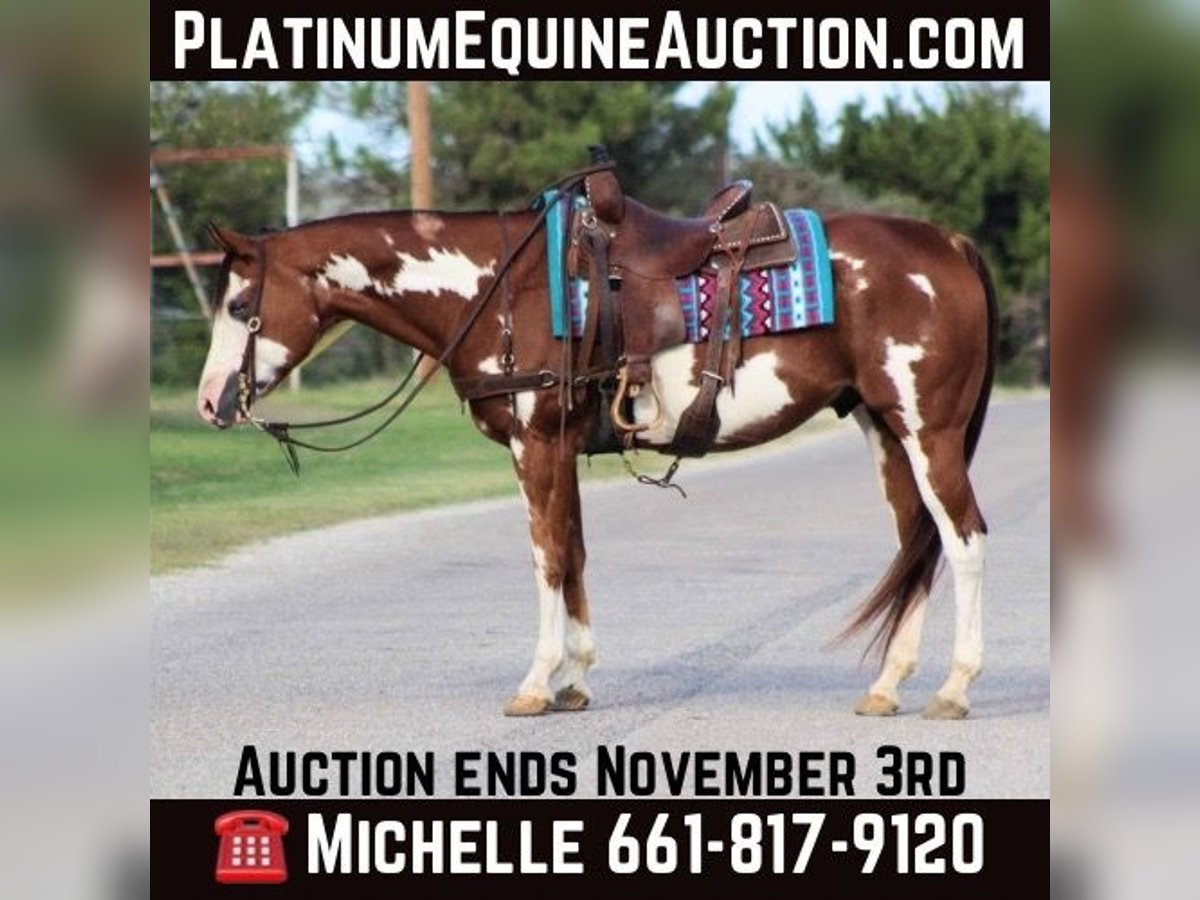 American Quarter Horse Castrone 13 Anni 157 cm Overo-tutti i colori in Stephenville TX