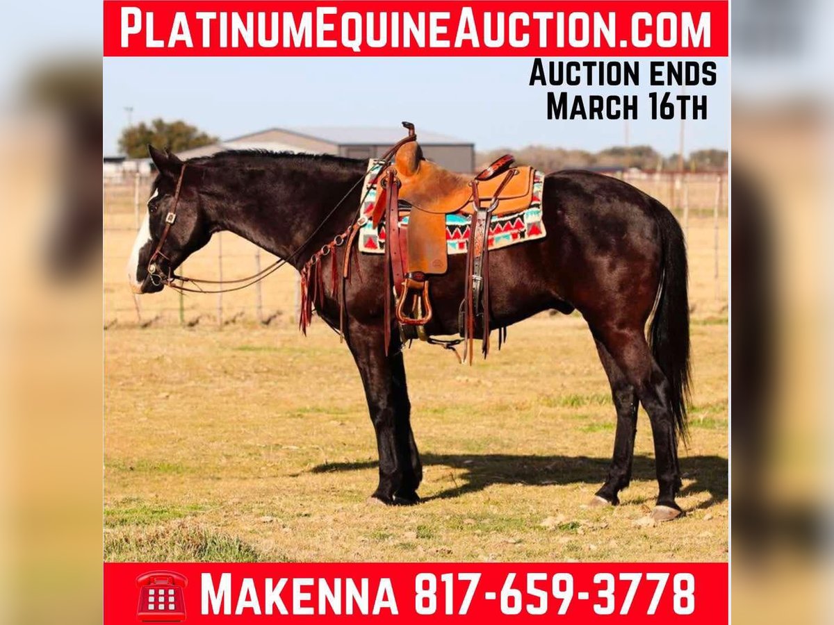 American Quarter Horse Castrone 13 Anni 157 cm Palomino in Lipan TX