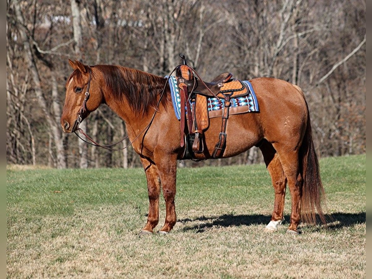 American Quarter Horse Castrone 13 Anni 157 cm in Mount Vernon