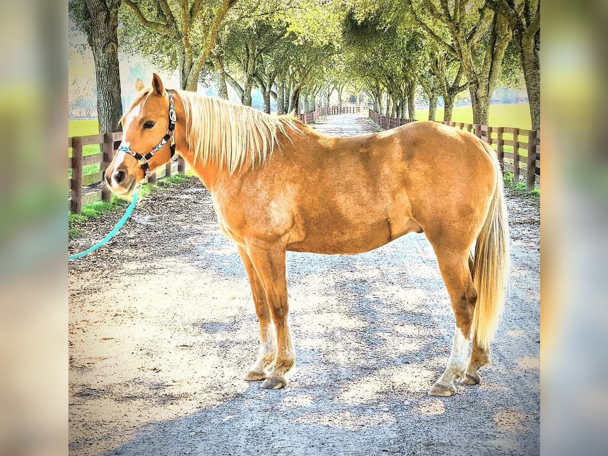 American Quarter Horse Castrone 13 Anni 160 cm Palomino in Defuniak Springs