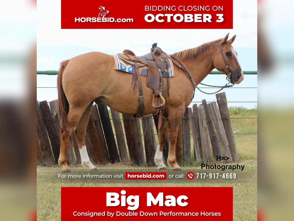 American Quarter Horse Mix Castrone 13 Anni 160 cm Red dun in Cushing, OK